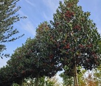 Ilex 'Nellie R. Stevens' - Amerikaanse hulst - 4