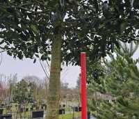 Ilex 'Nellie R. Stevens' - Amerikaanse hulst - pillon is 200 cm hoog