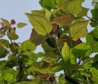 Catalpa erubescens 'Purpurea' - Purperkleurige trompetboom - 1
