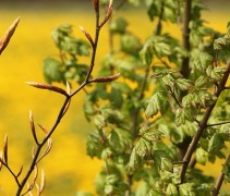 Acer campestre
