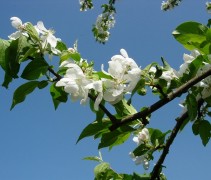 Malus baccata 'Street Parade' bloem