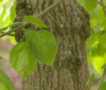 Stam en blad Zomerlinde