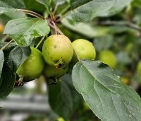 Malus 'Evereste' - Sierappel - 1