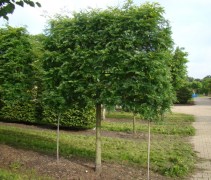 Gleditsia triacanthos 'Sunburst', schermvorm zomerbeeld