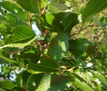 Prunus 'Pandora' blad