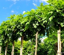 Quercus palustris 'Green Dwarf'