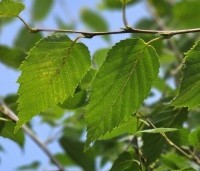 Betula albosinensis 'Fascination' - Zilverberk 'Fascination' - 3