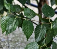 Betula albosinensis 'Fascination' - Zilverberk 'Fascination' - 2