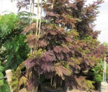 Albizia Summer Chocolat