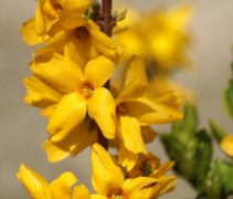 Forsythia Goldrausch