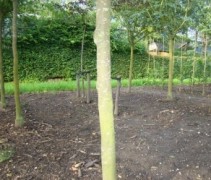 stam Aesculus pavia 