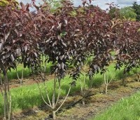 Prunus serrulata 'Royal Burgundy'  - Roodbladige sierkers - 1