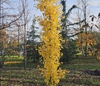 Ginkgo biloba 'Obelisk' - Japanse Notenboom 'Obelisk' - 4