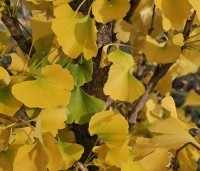 Ginkgo biloba 'Obelisk' - Japanse Notenboom 'Obelisk' - 5