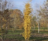 Ginkgo biloba 'Obelisk' - Japanse Notenboom 'Obelisk' - 6