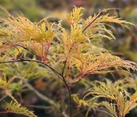 Acer palmatum 'Dissectum' - Japanse esdoorn 'Dissectum' - 3