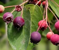 Amelanchier lamarckii - Krentenboompje - juni 2025