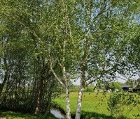 Betula utilis 'Doorenbos' - Himalayaberk - 1