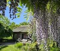 Wisteria floribunda 'Macrobotrys' - Blauwe regen - 1