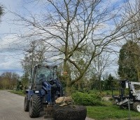 Carpinus betulus - Haagbeuk - 1