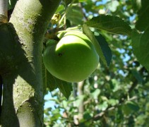 Appel 'Glorie van Holland'