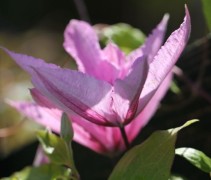 Clematis 'Hagley Hybrid' met roze bloemen