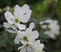Exochorda The Bride