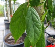 Sycoparrotia semidecidua 'Prins Claus'
