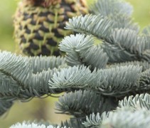Abies procera