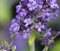 Buddleja Free Petite 'Blue Heaven'