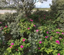 Rosa Rugosa