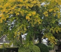 Gleditsia triacanthos 'Sunburst' - Valse christusdoorn - 3