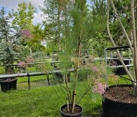 Tamarix ramosissima 'Pink Cascade' - Tamarisk - 3