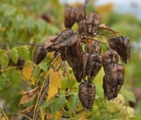 Koelreuteria paniculata - Chinese vernisboom - 6
