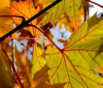 Acer Princeton Gold najaar