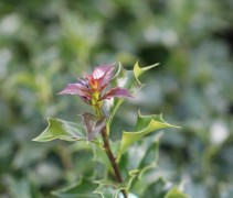 Ilex 'Dragon Lady'