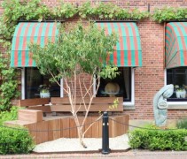 Zevenzonenboom, meerstammige boom voor woning