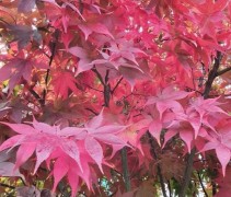Acer palmatum 'Osakazuki'