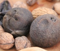 Juglans Nigra
