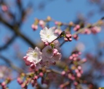 Sierkers 'Accolade' roze bloem