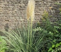 Cortaderia selloana - Pampasgras - 1
