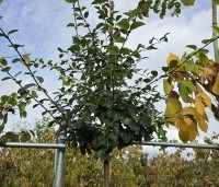 Chionanthus retusus - Sneeuwvlokkenboom - 1