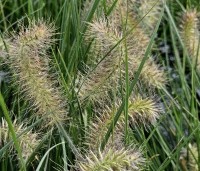 Pennisetum alopecuroides 'Little Bunny' - Lampenpoetsersgras 'Little Bunny' - 2
