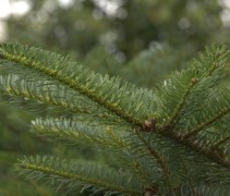 Abies koreana twijg