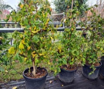 Corylus contorta