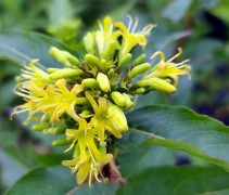 Diervilla sessifolia 'Butterfly'