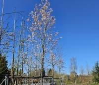 Amelanchier arborea 'Robin Hill' - Amerikaans krentenboompje - 1