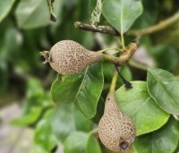 Pyrus com. 'Conference' - Pyrus com. 'Conference' - de peer in de peuterfase