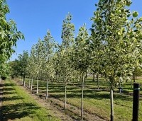 Liriodendron tulipifera 'Snowbird' - Tulpenboom 'Snowbird' - 1