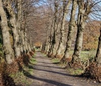 Tilia cordata - Winterlinde - lindelaantje